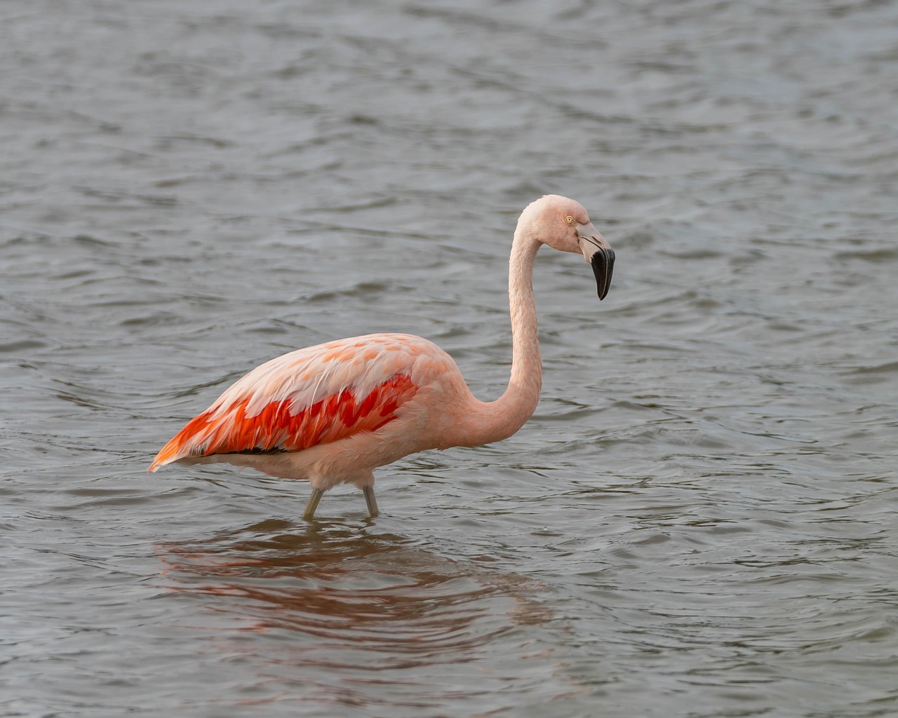 bird, flamingo, ornithology, waterfowl, pens, nature, bird watching, plumage, wild bird