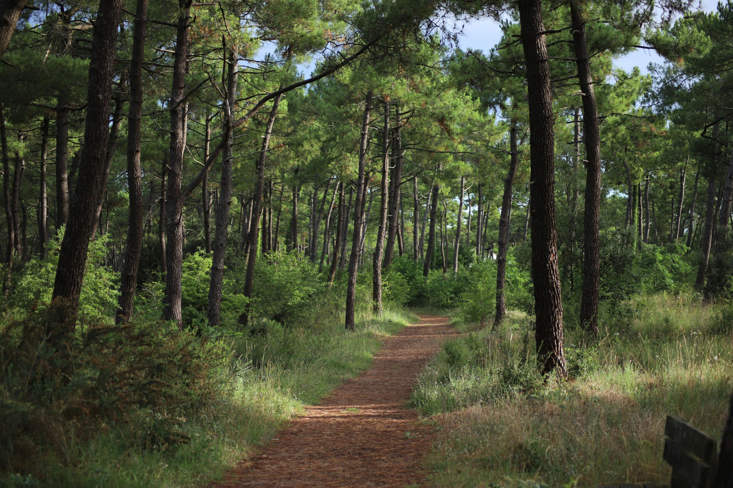 Explore a tranquil path through a lush pine forest in Pays de la Loire, France.